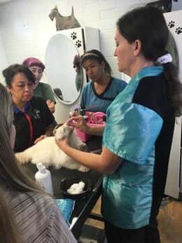 Melissa Hall with a group of four students gathered around as she demonstrates a cat grooming technique on a white shorthair cat